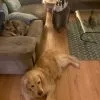 Images de profil de Zoé - Blooming Pets - Petsitting et garde d'animaux à domicile