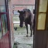Images de profil de Sophie - Blooming Pets - Petsitting et garde d'animaux à domicile