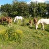 Images de profil de Sophie - Blooming Pets - Petsitting et garde d'animaux à domicile