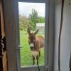 Images de profil de Sophie - Blooming Pets - Petsitting et garde d'animaux à domicile