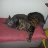 Images de profil de Sophie - Blooming Pets - Petsitting et garde d'animaux à domicile