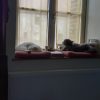 Images de profil de Sophie - Blooming Pets - Petsitting et garde d'animaux à domicile