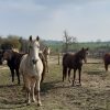 Images de profil de Sophie - Blooming Pets - Petsitting et garde d'animaux à domicile