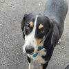 Images de profil de Aurore - Blooming Pets - Petsitting et garde d'animaux à domicile