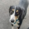 Images de profil de Aurore - Blooming Pets - Petsitting et garde d'animaux à domicile