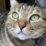 Nicky   European Shorthair (Européen) Femelle - Garde d'animaux à domicile