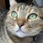 Nicky   European Shorthair (Européen) Femelle - Garde d'animaux à domicile