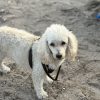 Images de profil de Iryna - Blooming Pets - Petsitting et garde d'animaux à domicile