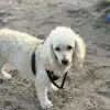 Images de profil de Iryna - Blooming Pets - Petsitting et garde d'animaux à domicile