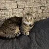 Images de profil de Iryna - Blooming Pets - Petsitting et garde d'animaux à domicile