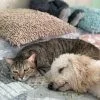 Images de profil de Iryna - Blooming Pets - Petsitting et garde d'animaux à domicile
