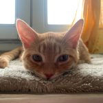 Haru   Croisé Mâle - Garde d'animaux à domicile