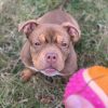 Images de profil de Yona - Blooming Pets - Petsitting et garde d'animaux à domicile