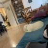 Images de profil de Yona - Blooming Pets - Petsitting et garde d'animaux à domicile