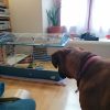 Images de profil de Yona - Blooming Pets - Petsitting et garde d'animaux à domicile