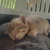 Images de profil de Camille - Blooming Pets - Petsitting et garde d'animaux à domicile
