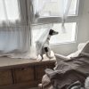 Images de profil de Stacy - Blooming Pets - Petsitting et garde d'animaux à domicile