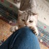 Images de profil de Stacy - Blooming Pets - Petsitting et garde d'animaux à domicile