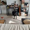 Images de profil de Stacy - Blooming Pets - Petsitting et garde d'animaux à domicile