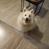 Images de profil de Stacy - Blooming Pets - Petsitting et garde d'animaux à domicile