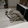 Images de profil de Stacy - Blooming Pets - Petsitting et garde d'animaux à domicile