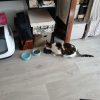 Images de profil de Stacy - Blooming Pets - Petsitting et garde d'animaux à domicile