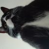 Images de profil de Stacy - Blooming Pets - Petsitting et garde d'animaux à domicile
