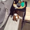 Images de profil de Stacy - Blooming Pets - Petsitting et garde d'animaux à domicile
