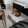Images de profil de Stacy - Blooming Pets - Petsitting et garde d'animaux à domicile