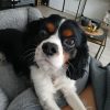 Images de profil de Stacy - Blooming Pets - Petsitting et garde d'animaux à domicile
