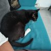 Images de profil de Stacy - Blooming Pets - Petsitting et garde d'animaux à domicile