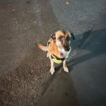 Smack   Croisé Femelle - Garde d'animaux à domicile