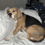 Miss Bunny   Beagle Femelle - Garde d'animaux à domicile
