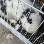 Perdita   Bélier Français Femelle - Garde d'animaux à domicile