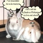 Pampam   Nain Mâle - Garde d'animaux à domicile
