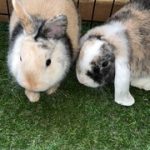 Tigrou   Bélier Français Mâle - Garde d'animaux à domicile