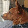 Images de profil de Emilie - Blooming Pets - Petsitting et garde d'animaux à domicile
