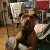 Images de profil de Emilie - Blooming Pets - Petsitting et garde d'animaux à domicile