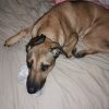 Images de profil de Emilie - Blooming Pets - Petsitting et garde d'animaux à domicile
