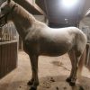 Images de profil de Emilie - Blooming Pets - Petsitting et garde d'animaux à domicile