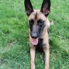 Images de profil de Emilie - Blooming Pets - Petsitting et garde d'animaux à domicile