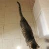 Images de profil de Emilie - Blooming Pets - Petsitting et garde d'animaux à domicile