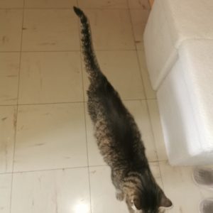 Images de profil de Emilie - Blooming Pets - Petsitting et garde d'animaux à domicile
