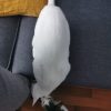 Images de profil de Emilie - Blooming Pets - Petsitting et garde d'animaux à domicile