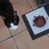 Images de profil de Emilie - Blooming Pets - Petsitting et garde d'animaux à domicile