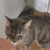 Images de profil de Emilie - Blooming Pets - Petsitting et garde d'animaux à domicile