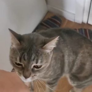 Images de profil de Emilie - Blooming Pets - Petsitting et garde d'animaux à domicile