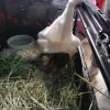 Images de profil de Emilie - Blooming Pets - Petsitting et garde d'animaux à domicile
