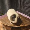 Images de profil de Emilie - Blooming Pets - Petsitting et garde d'animaux à domicile