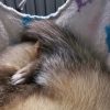 Images de profil de Emilie - Blooming Pets - Petsitting et garde d'animaux à domicile
